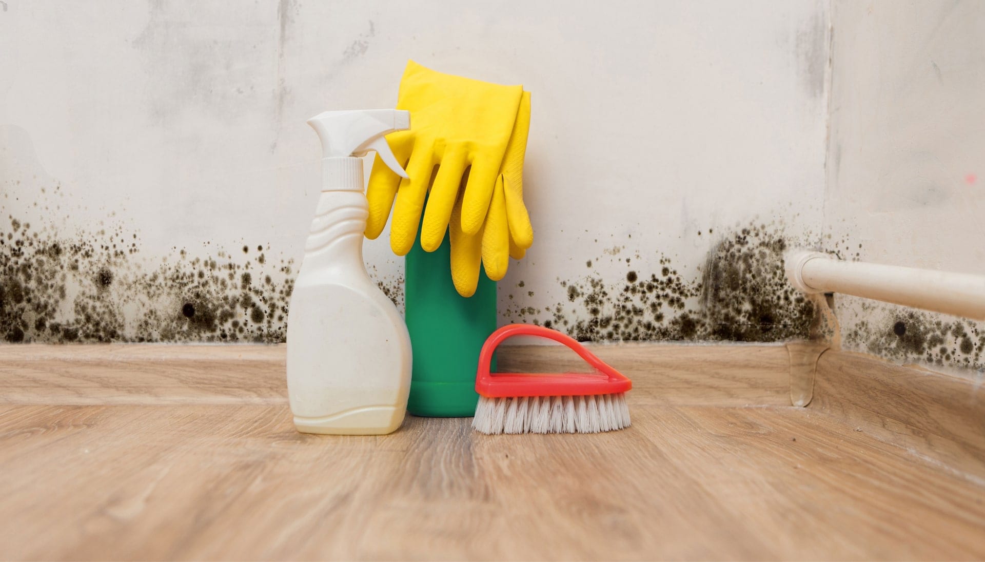 Know About Mold Removal In Chicago